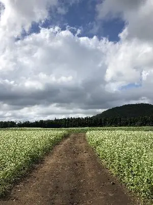 #가을바람 #가을소풍 #메밀꽃 #라벤더 #메리골드 #커피한잔