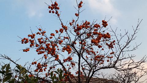 #제주겨울#성읍민속마을 감나무에 감이 주렁주렁 까치밥 치고는 너무 많이 남겨져 있는듯 하다