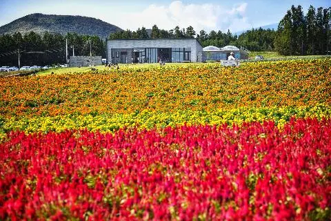 #제주보롬왓 #보롬왓 #제주도가을꽃여행 #맨드라미 #메리골드 #메밀꽃 #깡통기차 #제주도여행 #제주도10월여행