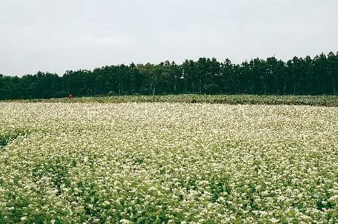 #제주가을 #보롬왓 <br>남자친구랑 메밀꽃 시기와 맞을때마다 꼭 들리는 곳이에요. 이번엔 이곳에서 셀프촬영을 했는데 배경이 예뻐서 결과물도 만족스러워요 :-)