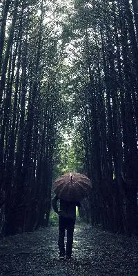 #안돌숲길<br>#안돌오름<br><br>비오는 날 안돌숲길에서 마음의 여유를 찾다.