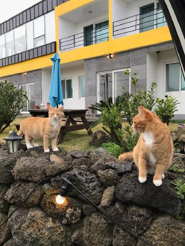 제주도여행을 많이 해봤는데요 꽃하루방게스트 하우스가 인상에 많이 남았어요^^ 깔끔하고 따뜻해서 너무좋았고 조식도맛있고 인상좋으신 주인부부도 아주 친절해요 <br>제주도 가는분들에게 추천해드리고싶어요