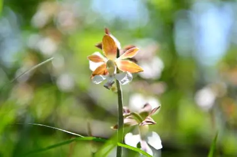홀로 생각을 정리하기 위해 오름을 올랐습니다.<br>아무도 없는 그 산 속, <br>곳곳에 보이는 야생초와 드넓은 초원들이<br>저의 생각들을 정리해주더군요. <br><br>올라가고 들어갈수록 고요한 그곳<br>새소리 가득한 곳에서의 <br>사념이 좋았던 #물영아리 오름이었습니다.