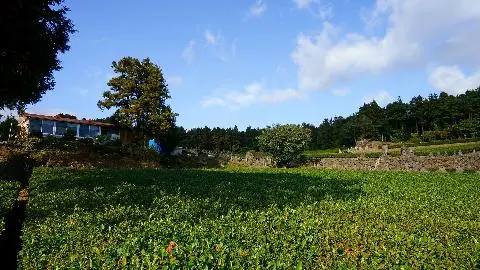 서귀포시에 위치한 서귀다원<br>풍광이 아름답니다.<br>#서귀다원 #다원 #녹차밭 #녹차