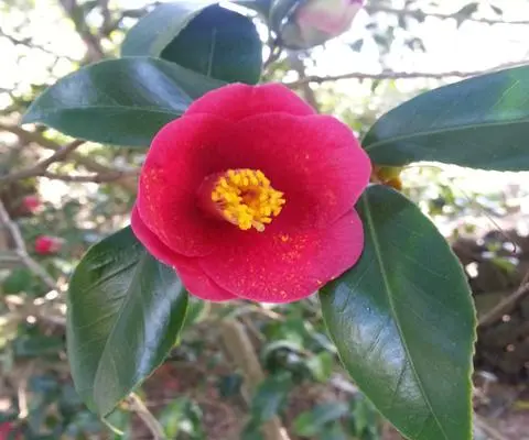 한림수목원 너무 좋아하는것이에요 부모님이랑도 갔었고 친구들이랑도 갔었지만 산책하기도 좋고 예쁜 꽃들도많고 멋진 폭포와 다양한 선인장들 재미난 돌조각들 볼것도 많아요. 예쁜추억과 사진을 담아올수 있는곳 제주여행가시는분들께 추천해요~~❤️