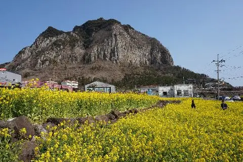 꽃길 따라 피어나는 제주여행 <제주의 봄은 늘 향기롭다>