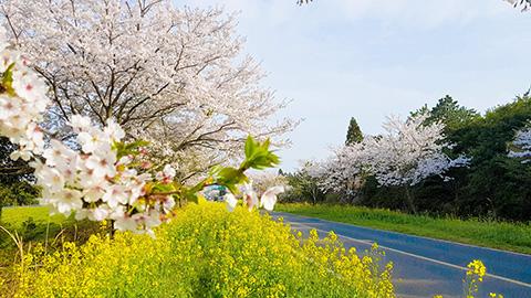 Travel Jeju along its blossoming paths <Springtime in Jeju is always fragrant> 대표이미지