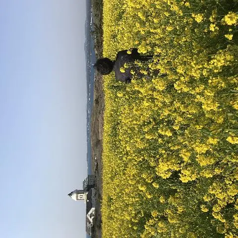 꽃길 따라 피어나는 제주여행 <제주의 봄은 늘 향기롭다>