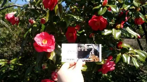 꽃길 따라 피어나는 제주여행 <제주의 봄은 늘 향기롭다>