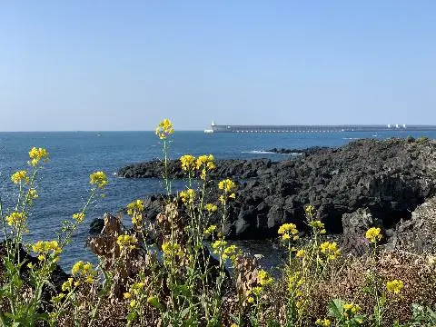 꽃길 따라 피어나는 제주여행 <제주의 봄은 늘 향기롭다>