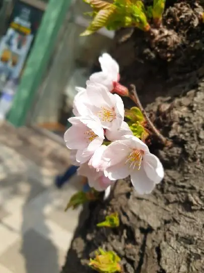 꽃길 따라 피어나는 제주여행 <제주의 봄은 늘 향기롭다>