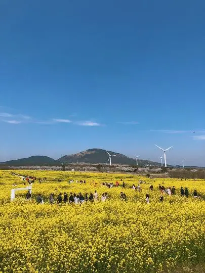 꽃길 따라 피어나는 제주여행 <제주의 봄은 늘 향기롭다>