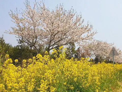 꽃길 따라 피어나는 제주여행 <제주의 봄은 늘 향기롭다>