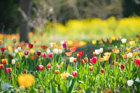 한림공원 튤립축제 대표이미지