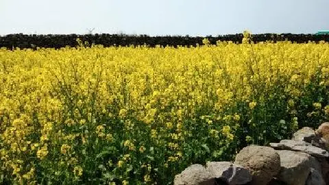 꽃길 따라 피어나는 제주여행 <제주의 봄은 늘 향기롭다>