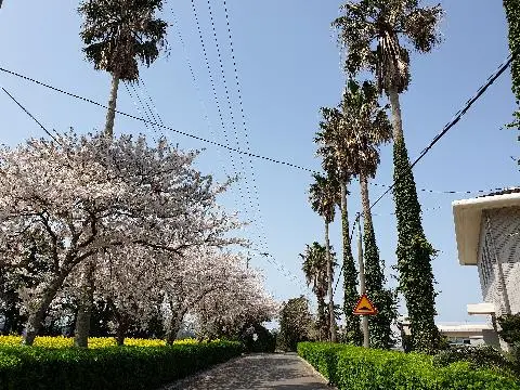 꽃길 따라 피어나는 제주여행 <제주의 봄은 늘 향기롭다>