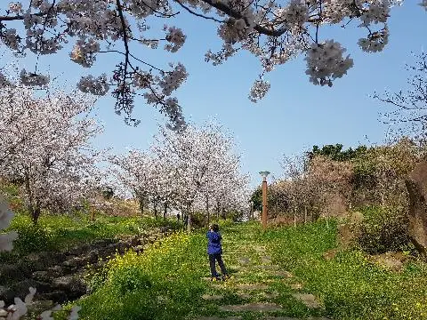꽃길 따라 피어나는 제주여행 <제주의 봄은 늘 향기롭다>