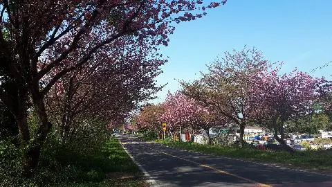 꽃길 따라 피어나는 제주여행 <제주의 봄은 늘 향기롭다>