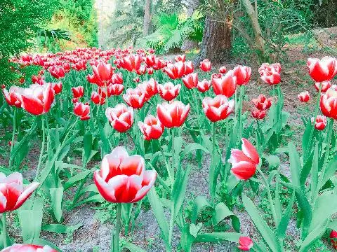 꽃길 따라 피어나는 제주여행 <제주의 봄은 늘 향기롭다>