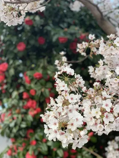 꽃길 따라 피어나는 제주여행 <제주의 봄은 늘 향기롭다>