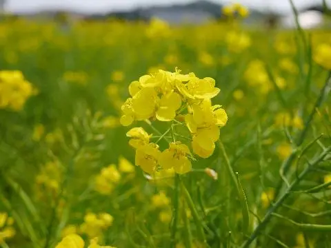 꽃길 따라 피어나는 제주여행 <제주의 봄은 늘 향기롭다>