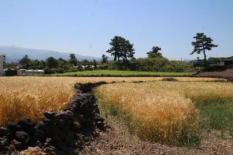 꽃길 따라 피어나는 제주여행 <제주의 봄은 늘 향기롭다>