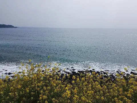 꽃길 따라 피어나는 제주여행 <제주의 봄은 늘 향기롭다>