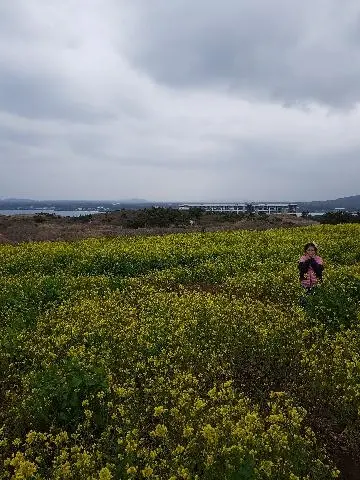 꽃길 따라 피어나는 제주여행 <제주의 봄은 늘 향기롭다>