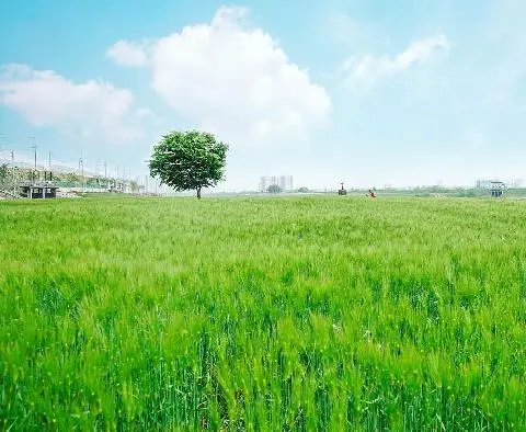 꽃길 따라 피어나는 제주여행 <제주의 봄은 늘 향기롭다>