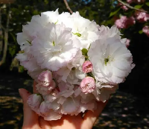 꽃길 따라 피어나는 제주여행 <제주의 봄은 늘 향기롭다>