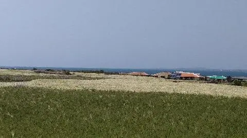 꽃길 따라 피어나는 제주여행 <제주의 봄은 늘 향기롭다>