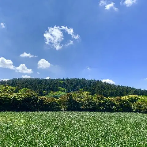 꽃길 따라 피어나는 제주여행 <제주의 봄은 늘 향기롭다>