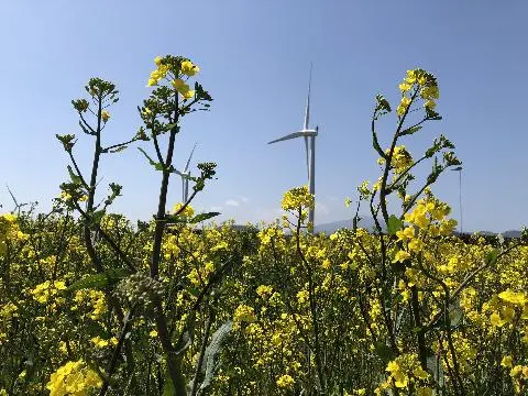 꽃길 따라 피어나는 제주여행 <제주의 봄은 늘 향기롭다>