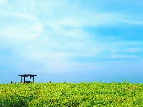 제3회 제주오라 청보리 & 유채꽃 축제 리뷰사진1