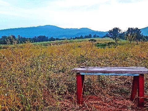 제3회 제주오라 청보리 & 유채꽃 축제 리뷰사진3
