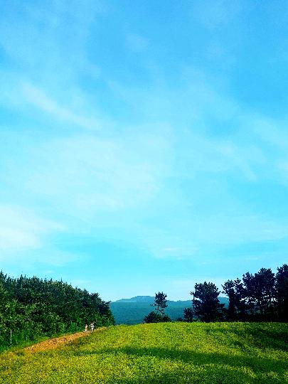 제3회 제주오라 청보리 & 유채꽃 축제 리뷰사진2