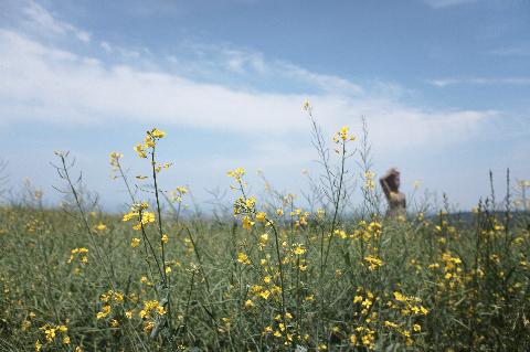 제3회 제주오라 청보리 & 유채꽃 축제 리뷰사진1