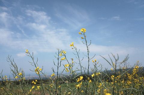 제3회 제주오라 청보리 & 유채꽃 축제 리뷰사진4