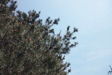 제3회 제주오라 청보리 & 유채꽃 축제 리뷰사진2