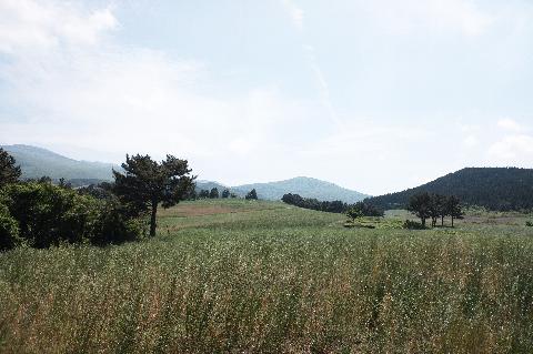 제3회 제주오라 청보리 & 유채꽃 축제 리뷰사진3