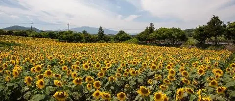 김경숙해바라기농장 사진