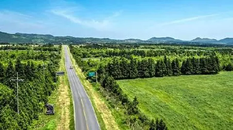 鹿山路油菜花路