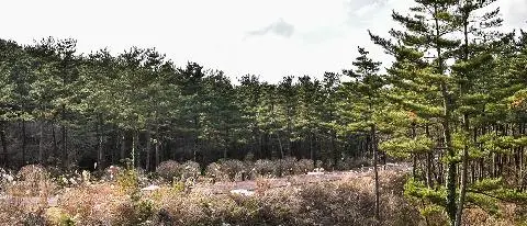 Bulgeun Oreum Natural Recreation Forest 