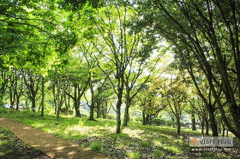 Make the last hours before your departure count the most!<Jeju Forests> 대표이미지