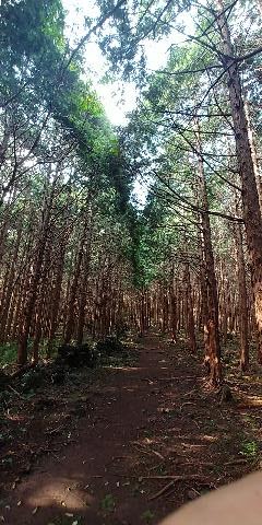 시원한 가을 오후 머체왓 숲길을 걸었습니다.
사람들도 많이 없어 조용하게 걸을수 있고,
진짜 숲기을 걸을수 있는 머체왓 숲길
많이 이용해주세요~

#제주가을
#머체왓숲길
