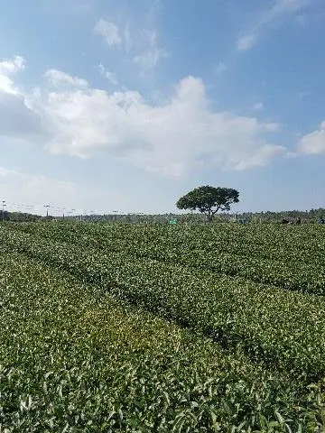 오설록티뮤지엄