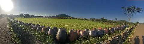 버스타고 가게된 보롬왓!!!
버스 정류장에서 좀 걸어야 해서 친구가 투덜투덜 하지만 가는길에 볼 수있는 방목장에 이쁜 말들과 경치가 참으로 좋앗어요 동물 좋아하시는 분들은 꼭 걸어가세요!!! 말들이 사람구경옵니당 ㅋㅋ
도착하자 투덜거리던 친구는 너무 예쁘다고 !! 사진 찍자고 더 난리 부리더라구요 ㅎㅎ 일단 도착했으면 커피한잔 !! 메밀크림 들어간 라떼 ,,아직도 잊지못햇어요!! 메밀보러갓는데 메밀은 태풍때문에 ㅠㅠㅠㅠㅠ하지만 맨드라미 잔디가 열일합니당 !!사진 100장 넘게 찍고 보니 , 옷 맞춰 입고 오신분들도 많으시고, 웨딩 촬영하시는분들도 있어서 포즈 따라하기 좋습니다!!! 사진 포즈가 어색하신분 , 다른 커플 가족들 흘깃 보시고 따라 찍으시면 인생샷 건질겁니다!! ㅎㅎ 깡통열차!!!!! 넘나 타고싶엇는데 시간이 안되어 못탓어요!! 어른도 탈 수 있으니까 조금 일찍 도착하셔서 꼭 타보시길 ~~~ 5:30이 막차라용 ㅠㅠㅠ 