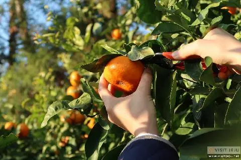 Mandarin Picking in Jeju 대표이미지