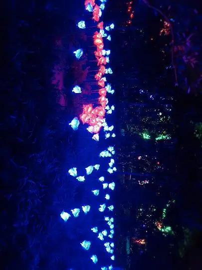 Visit Jeju : 樹木園道夜市