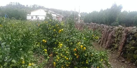 감귤밭 체험 (영문)
